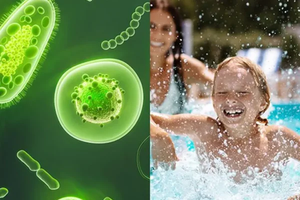 amoeba