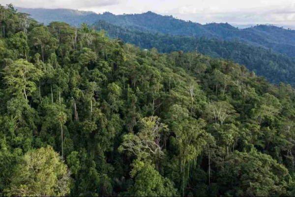 hutan