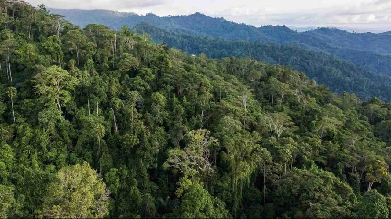 hutan