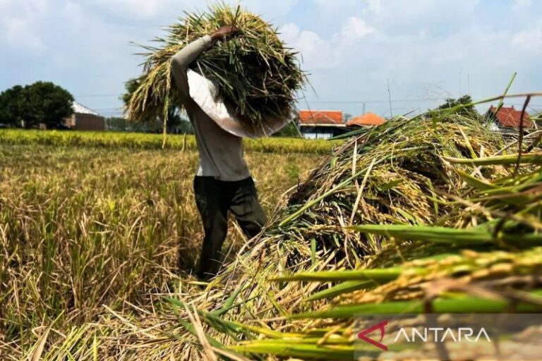 Bulog Pastikan Tetap Serap Gabah-Beras Lewat Skema Komersial