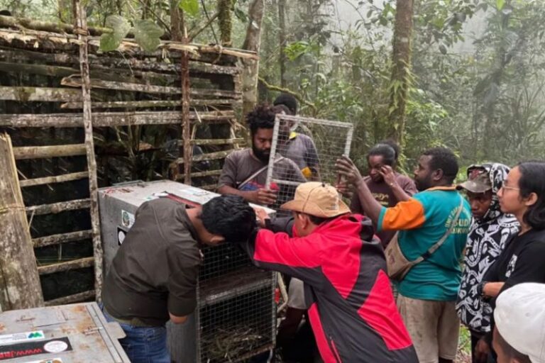 BKSDA Maluku dan BBKSDA Papua Barat Lepasliarkan 23 Satwa